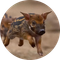 Hog Dog icon