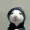 Hood rat (hoodrat)