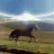 Horse (HORSE)