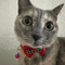 Just Elizabeth Cat