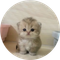 mao (MAO)