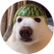 Melon Dog (MELON)