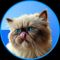 Mister Miggles (MIGGLES)