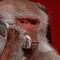 Monke Phone (MONKEPHONE)