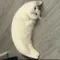 Mooncat (MOONCAT)