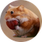 nomnom (nomnom)