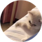 ONE PUNCH CAT (PUNCH)