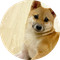pochita
