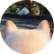 Point of dog (POD)