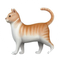 Cat (Cat)