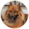 Vitalik's Dog (MISHA)