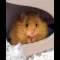 Woolly Mouse (WOOLLY)