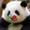 花花 (Hua Hua)