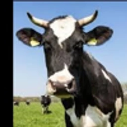 A free range grass fed runner