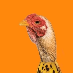 CHICKEN BANANA