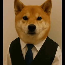 Dog In Vest