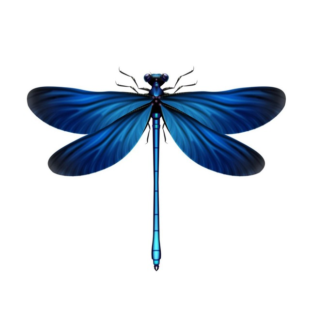 Dragon Fly