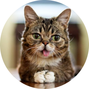 LIL BUB