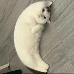 Mooncat