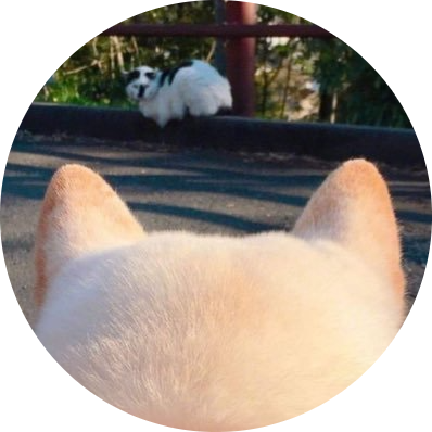 Point of dog