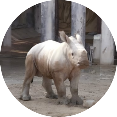 Roodeng (Dubai's Moodeng)