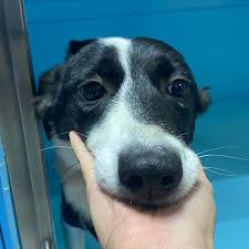 SOMEDOG