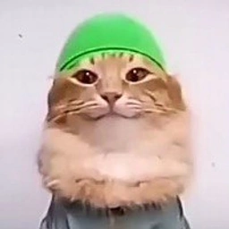 Tabi Tab Cat