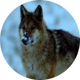 抖音热搜第四的狼格林 (wolf green)